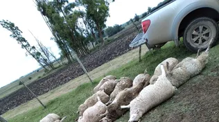 Los ataques de predadores a majadas preocupa a los productores de la Federación Rural.