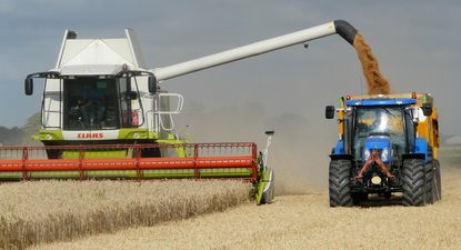 Agricultura: labores de cosecha de granos.