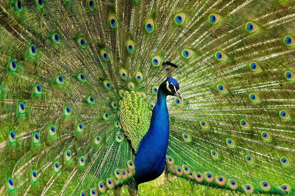 La espectacular cola del pavo real es producto de la selecci&oacute;n sexual.