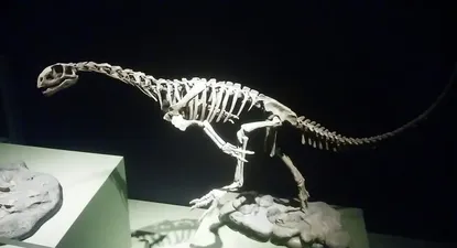 el chilesaurus: el eslabon perdido entre dos especies