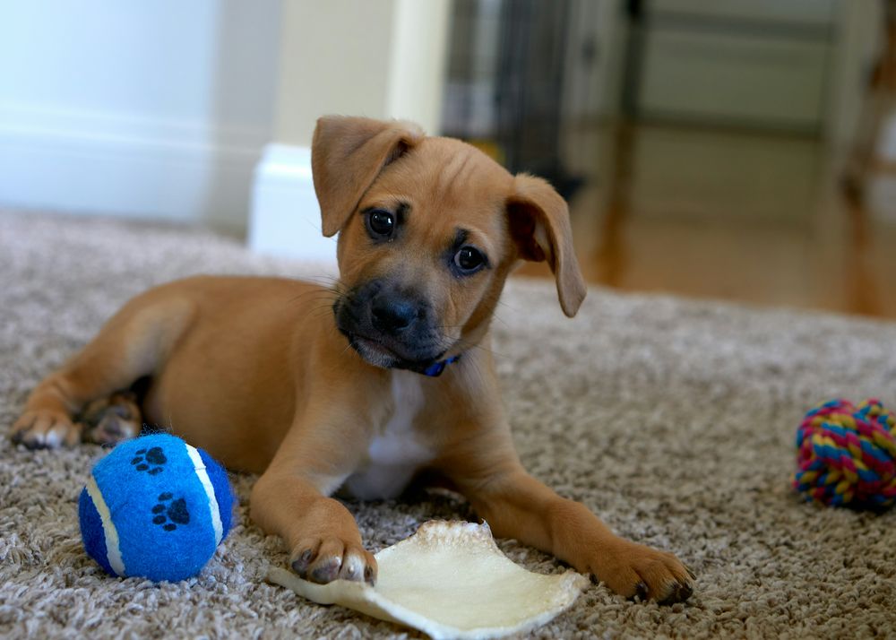 Esta empresa ofrece una oportunidad única para que tu perro gane dinero probando juguetes. &nbsp;