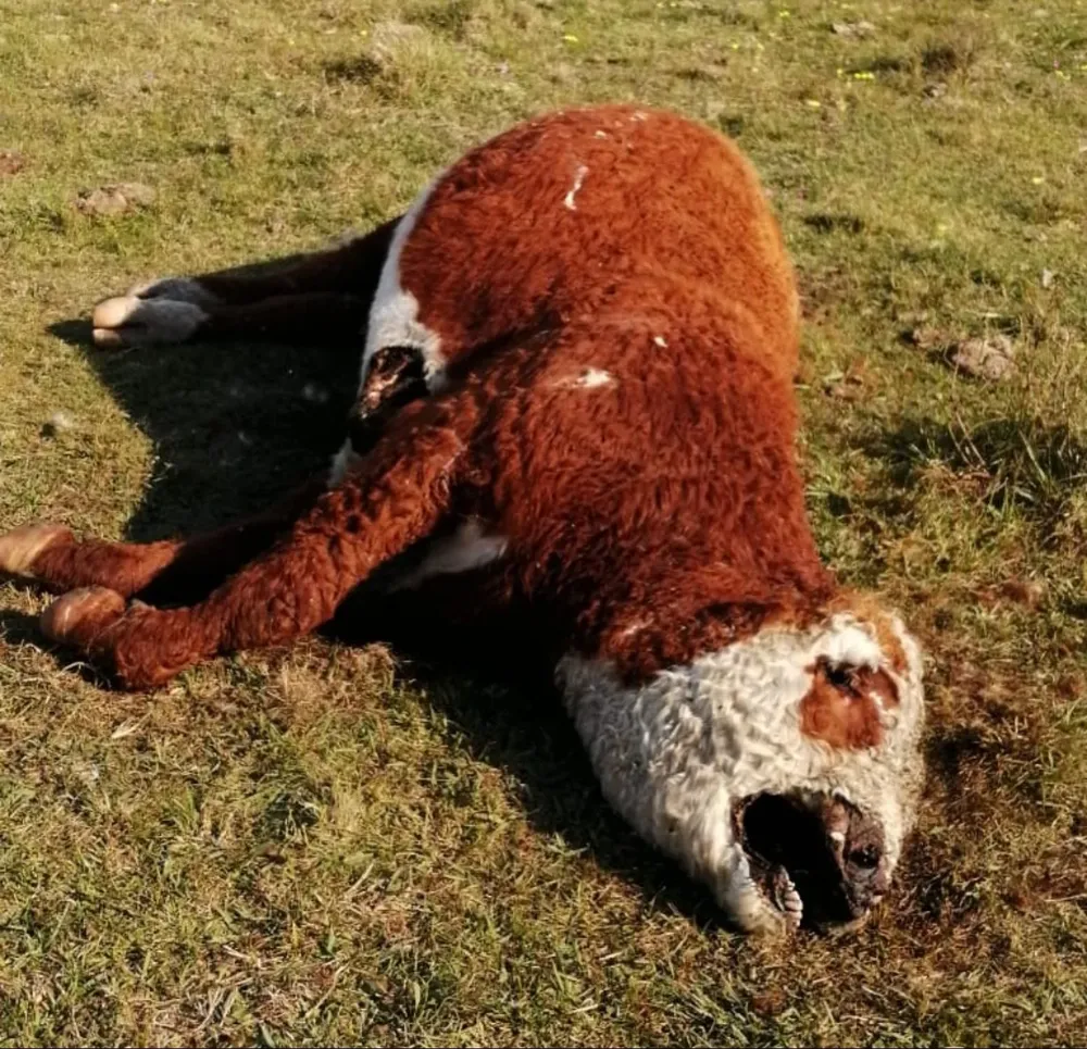 El toro lo compró en octubre de 2019 y era un animal con una alta carga genética.
