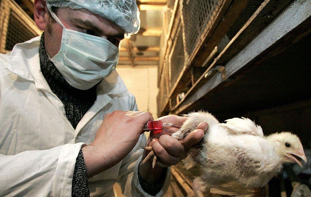 En Europa se opta por métodos preventivos como la vacunación de aves.