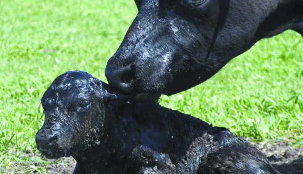 La inseminación es una herramienta clave en la producción