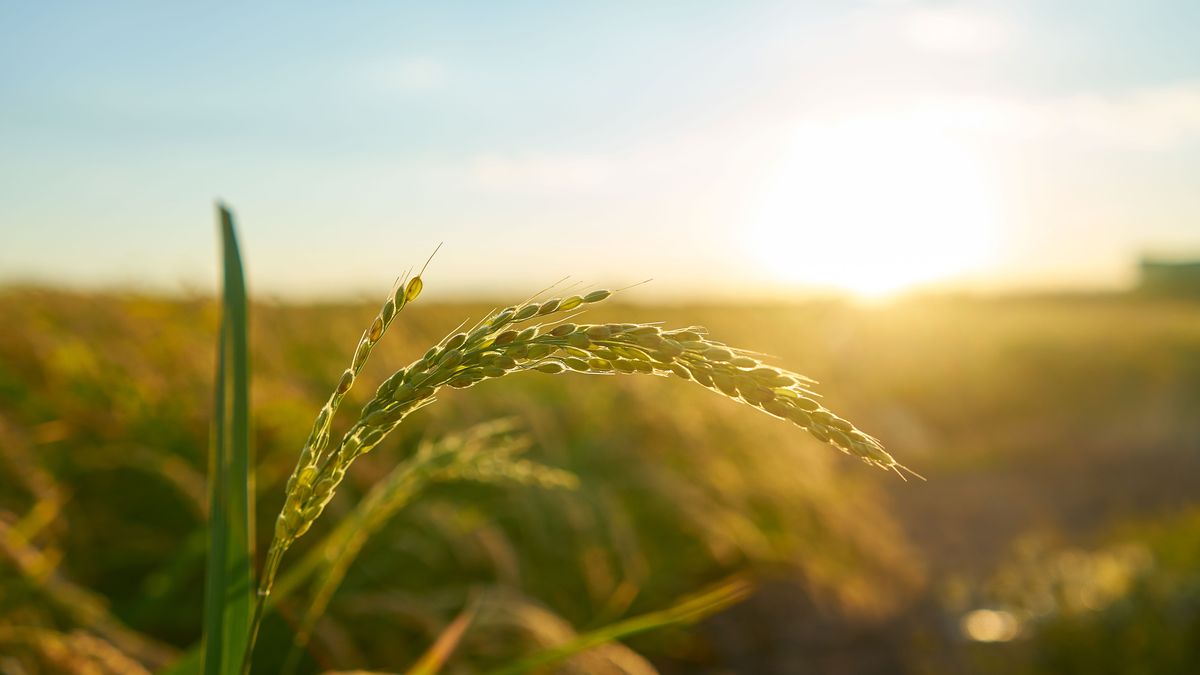 Acuerdo de BBVA y los productores de arroz impulsará la certificación internacional del cultivo en Uruguay