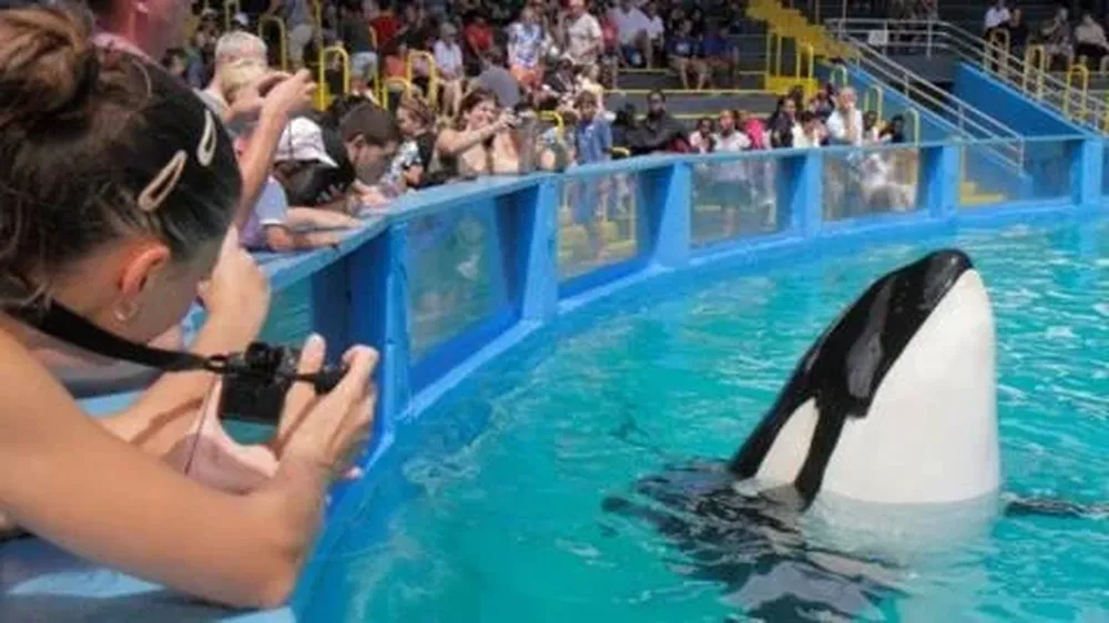 La orca Lolita en el Seaquarium de Miami