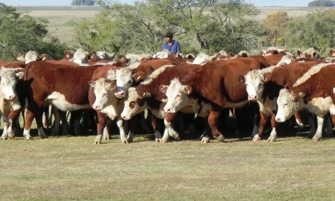 Productores ganaderos.