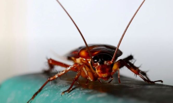 Científicos descubren cucarachas caníbales: se comen entre parejas, ¿cómo identificarlas y cuáles son las razones detrás de esta conducta?