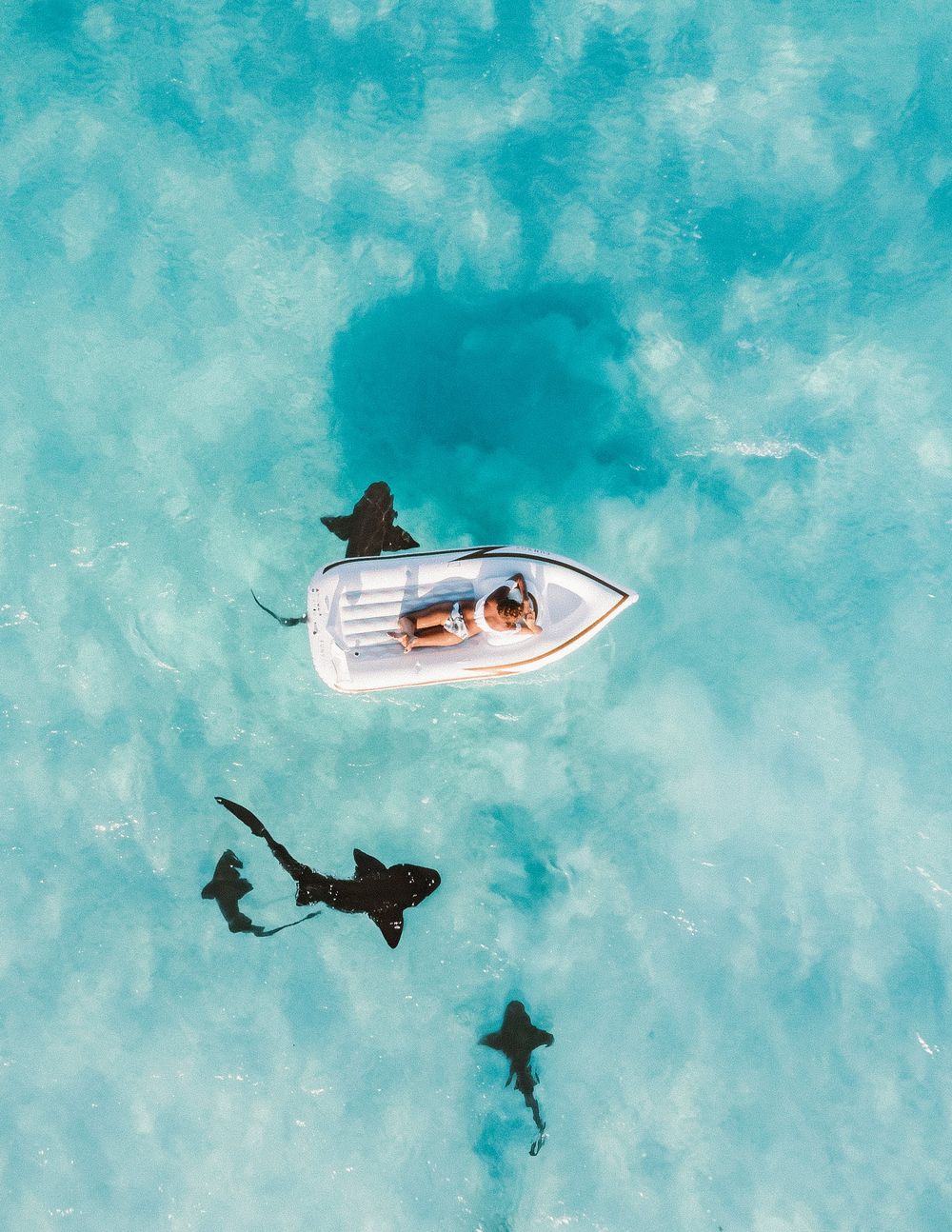 Las Islas Canarias, especialmente Tenerife y Gran Canaria, tienen frecuentes avistamientos de tiburones.  