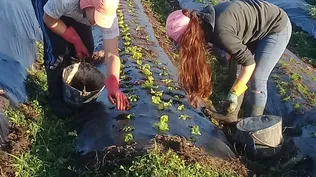 Algunas plantas se producen en invernáculo y otras a campo.