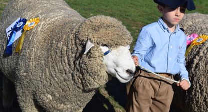 Rural del Prado: Juan Aparicio, el cabañerito que cautivó en la pista de la emblemática Corriedale.