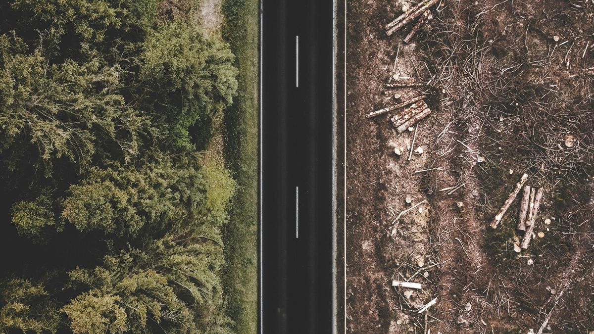 La Unión Europea elaboró una lista de países en riesgo de deforestación y la clasificación genera polémica