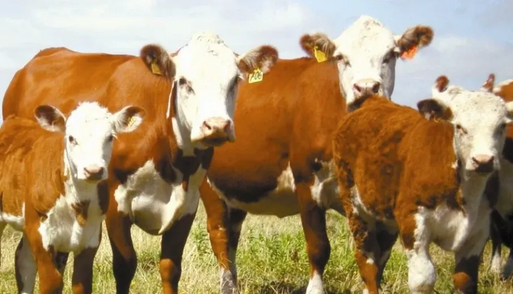 Récord de vacas de cría y de terneros en la ganadería uruguaya