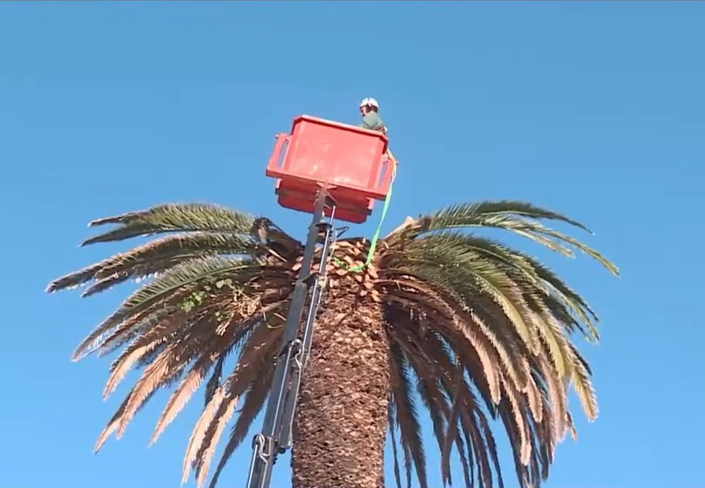 Palmera en homenaje a Juana de Ibarbourou
