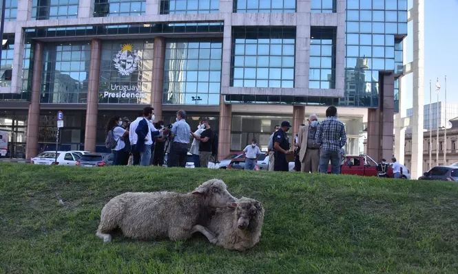 La manifestación de los productores con animales muertos y heridos, en Plaza Independencia.