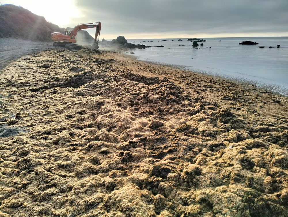 La ‘Rugulopteryx okamurae’, afecta las aguas de Málaga y Cádiz.