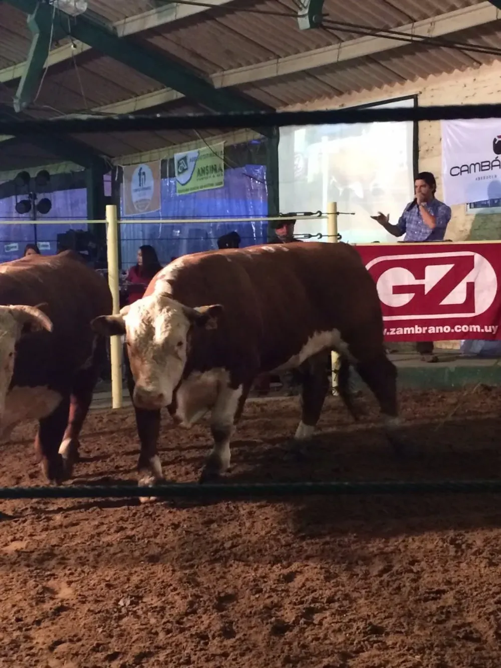 Remató Alejandro Zambrano