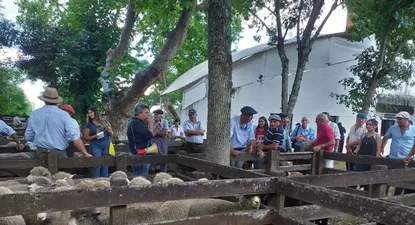 venta total en el dia del cordero de federico rodriguez