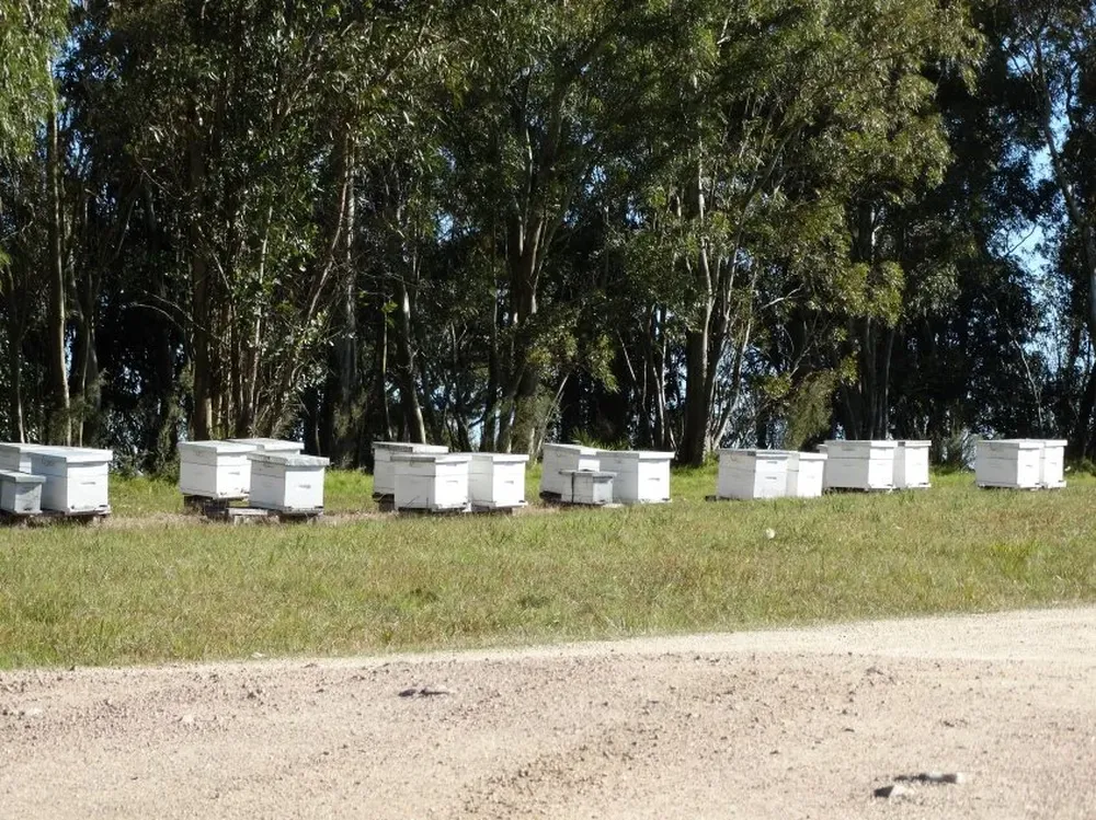 Se teme que se incremente la pérdida de colmenas y de apicultores.