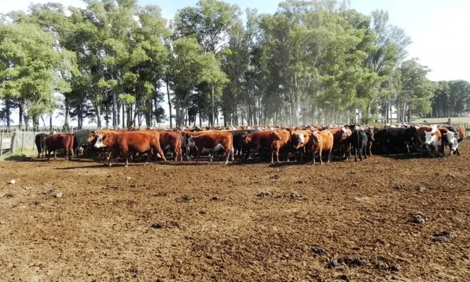 Las perspectivas de la actividad serán analizadas por la Federación Rural en su congreso anual