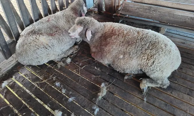 Daños en animales de alto valor genético.
