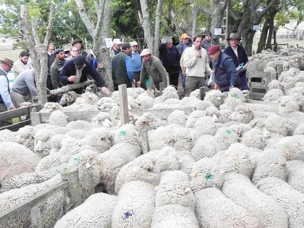 Se observarán planteles y majadas Merino de primer nivel