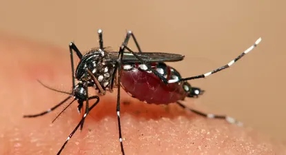 El mosquito Aedes aegypti, transmisor del virus del Dengue