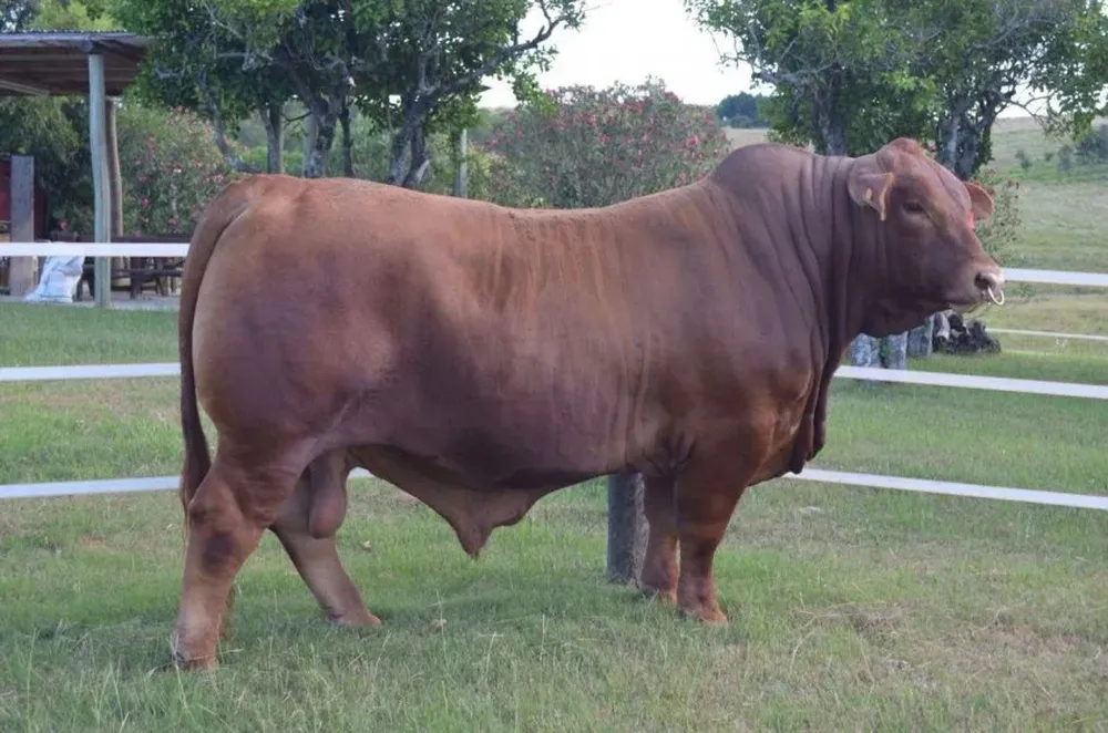 Habrá reproductores de gran destaque