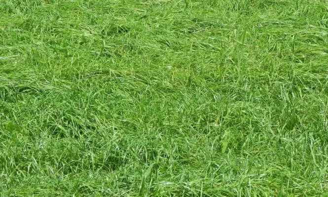Las pasturas en Nueva Era, Campo Chico y El Desafío