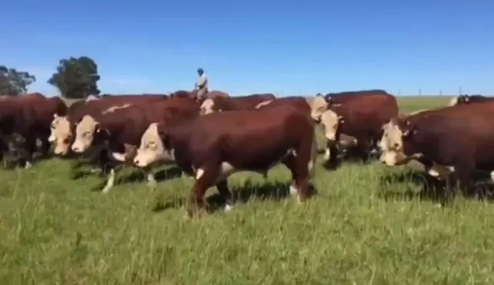 En total serán 40 toros, 20 Polled Hereford y 20 Aberdeen Angus