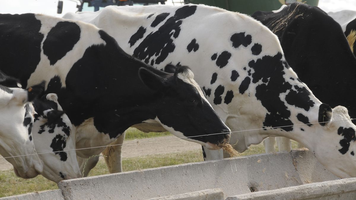 Inale destacó el crecimiento en la producción de leche, en la cantidad de vacas y su productividad