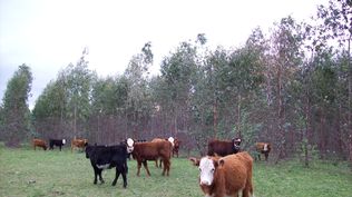 Parlamento Europeo postergó implementación de ley que exige certificar importaciones libres de deforestación