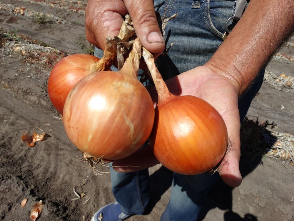 Seguridad alimentaria: producción granjera en Canelones, Uruguay.