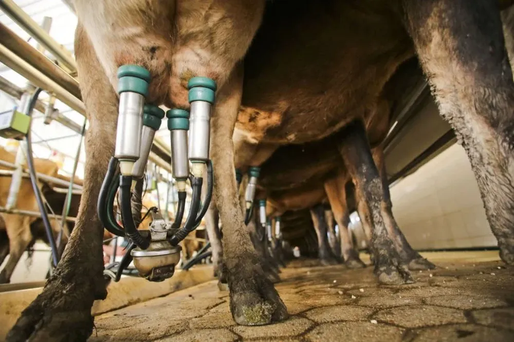 Los tambos cierran y los productores venden sus vacas