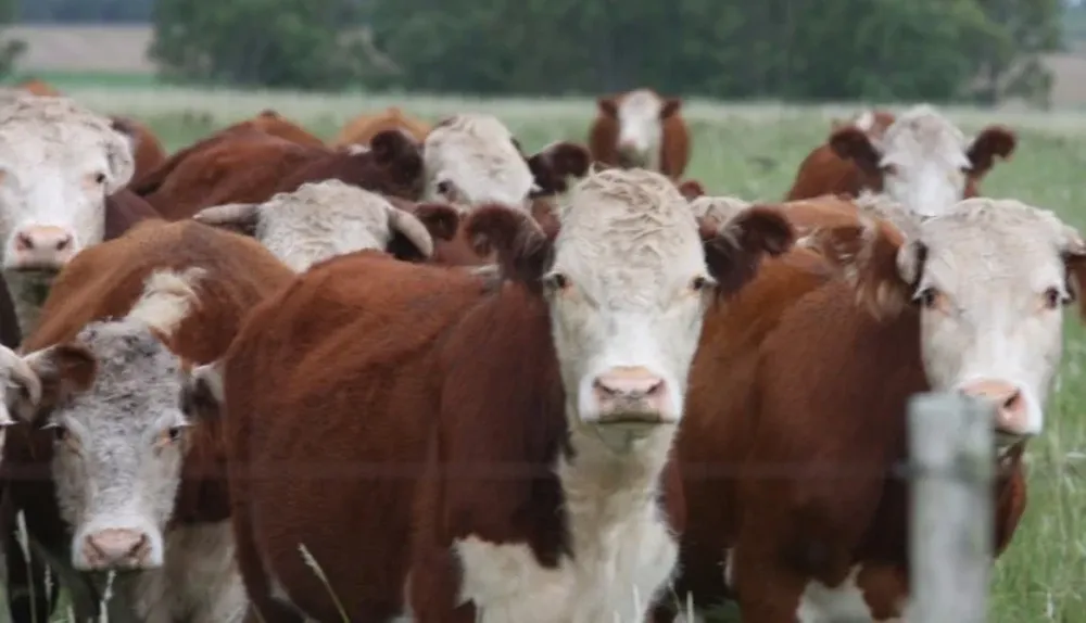 La demanda por hacienda gorda está muy firme, dijo Fernando Indarte, director de Indarte & Cía.