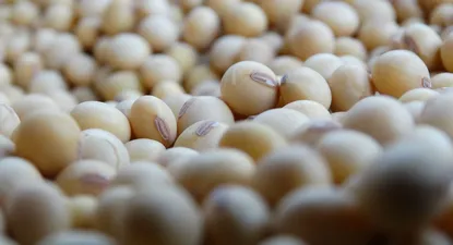 Soja, el grano más producido en Uruguay.