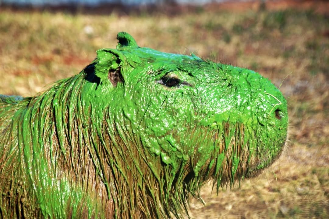 Carpincho teñido de verde por cianobacterias&nbsp;