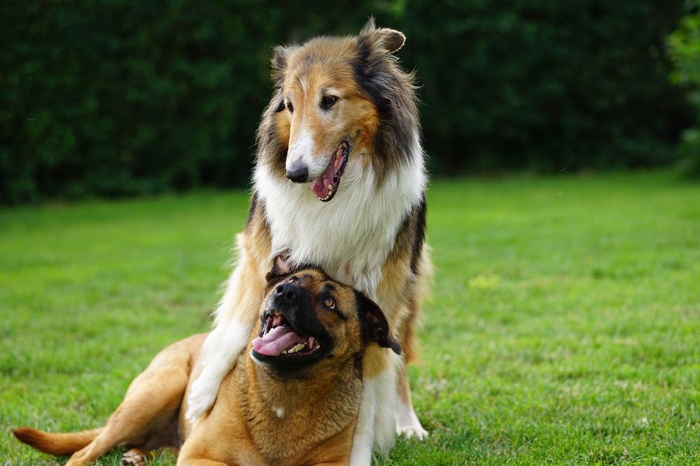 Los perros de pelo largo sufren más el calor.