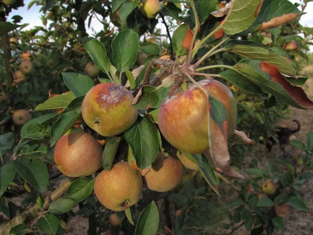 Daños en el sector granjero.