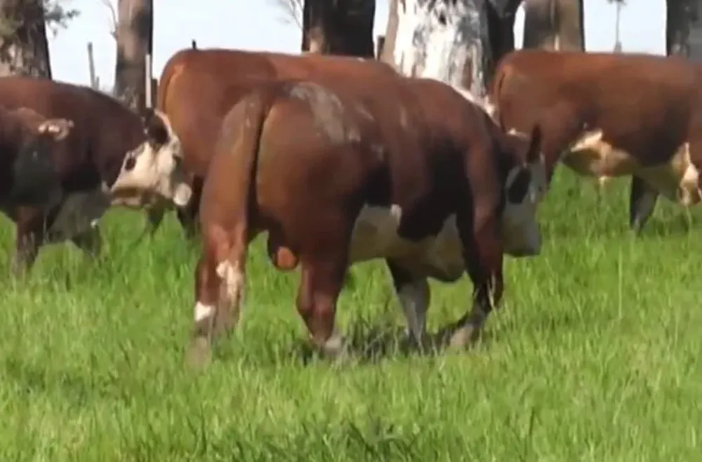 Habrá 48 toros Hereford y Polled Hereford y 12 Angus, con flete gratis