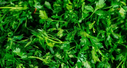 El Observador | 1605742288664.webp