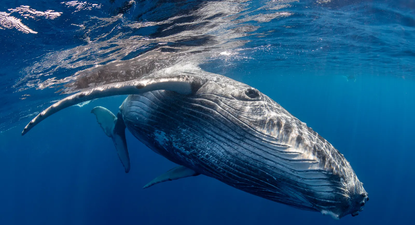 El Observador | ballena