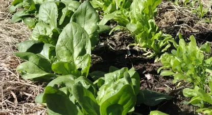 Exceso de lluvias hace que la lechuga valga un 66% más y la acelga un 25%