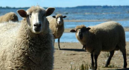 Una fiebre de aftosa en Chipre requirió de vacunas argentinas.