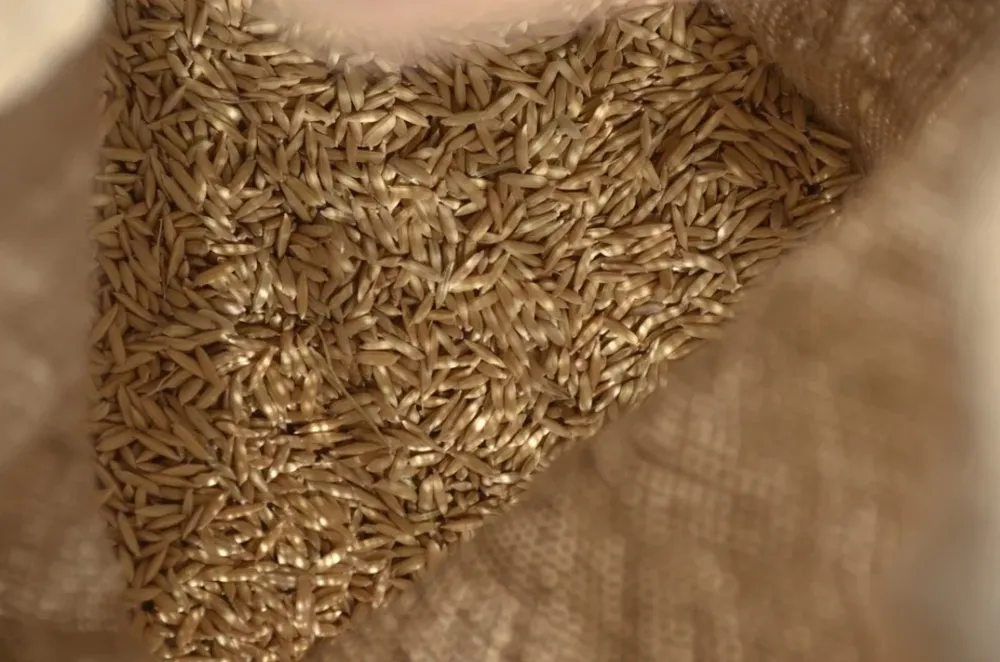 El precio del arroz acordado es similar al de la zafra anterior