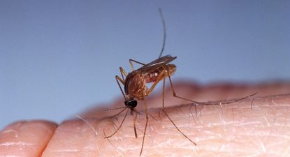 Los mosquitos transmiten el virus oropouche a los humanos a través de sus picaduras.