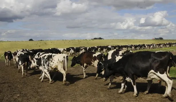 Tamberos: expectantes al clima y de los mercados.