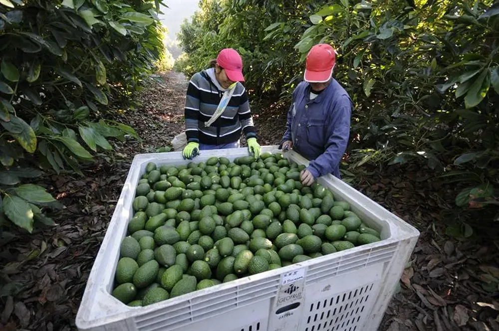 Chile- Agricultores trabajando en la recolección de paltas durante su recolección en Peumo