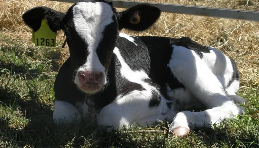 Los productores están expectantes de mejorar sus ingresos explotando la parte carnicera del Holando