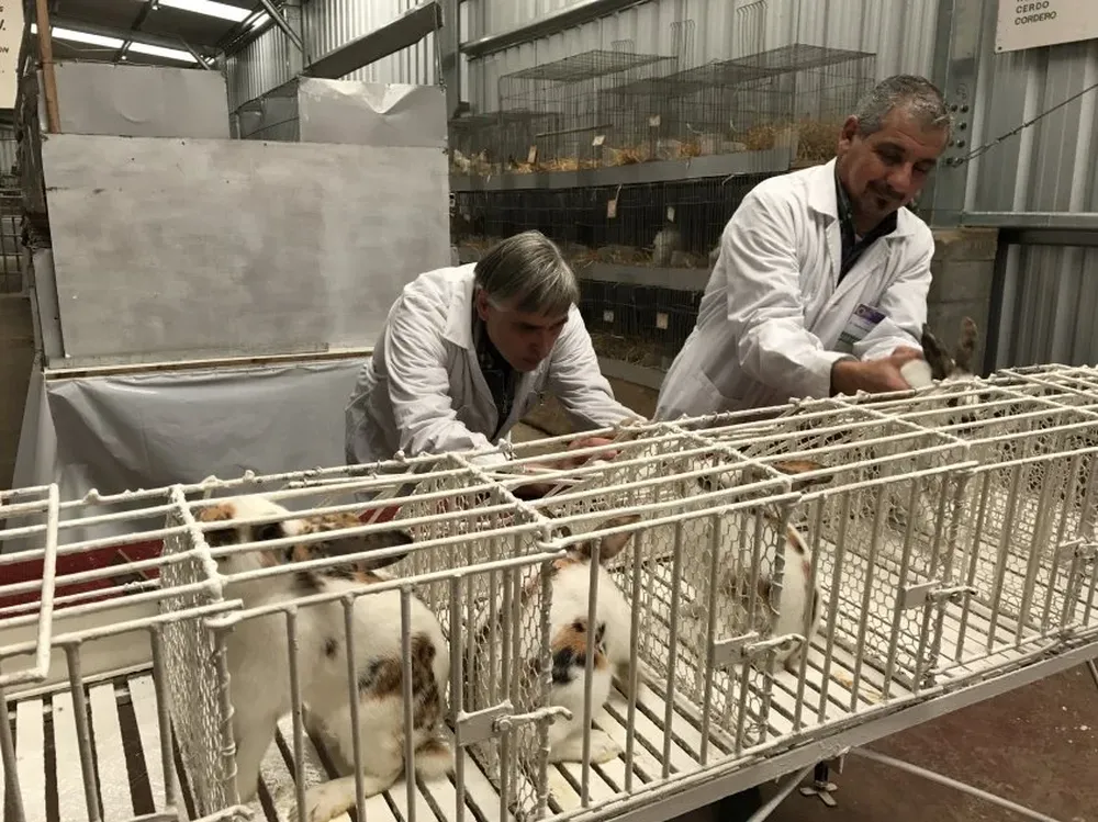 Dos de los jurados de los conejos en plena tarea de calificación.